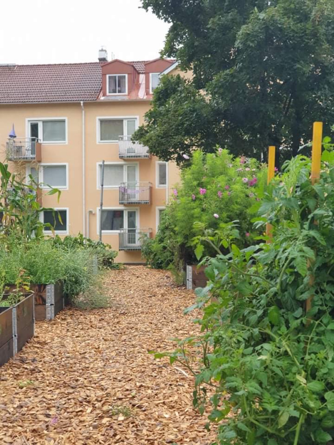 Odling i pallkrage med hus i bakgrunden