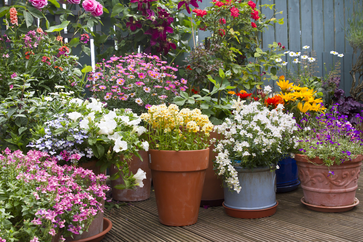 Blommor i krukor
