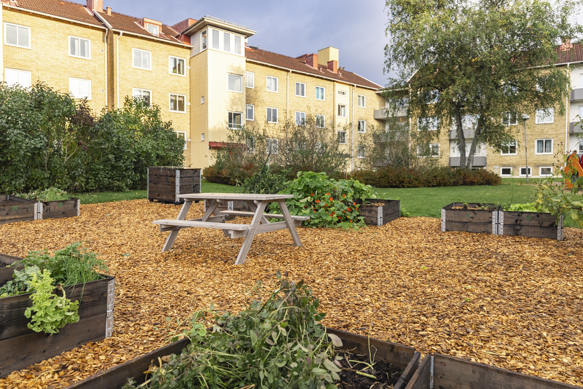 Odlingslådor och grönytor på Järvstigen, Bleket