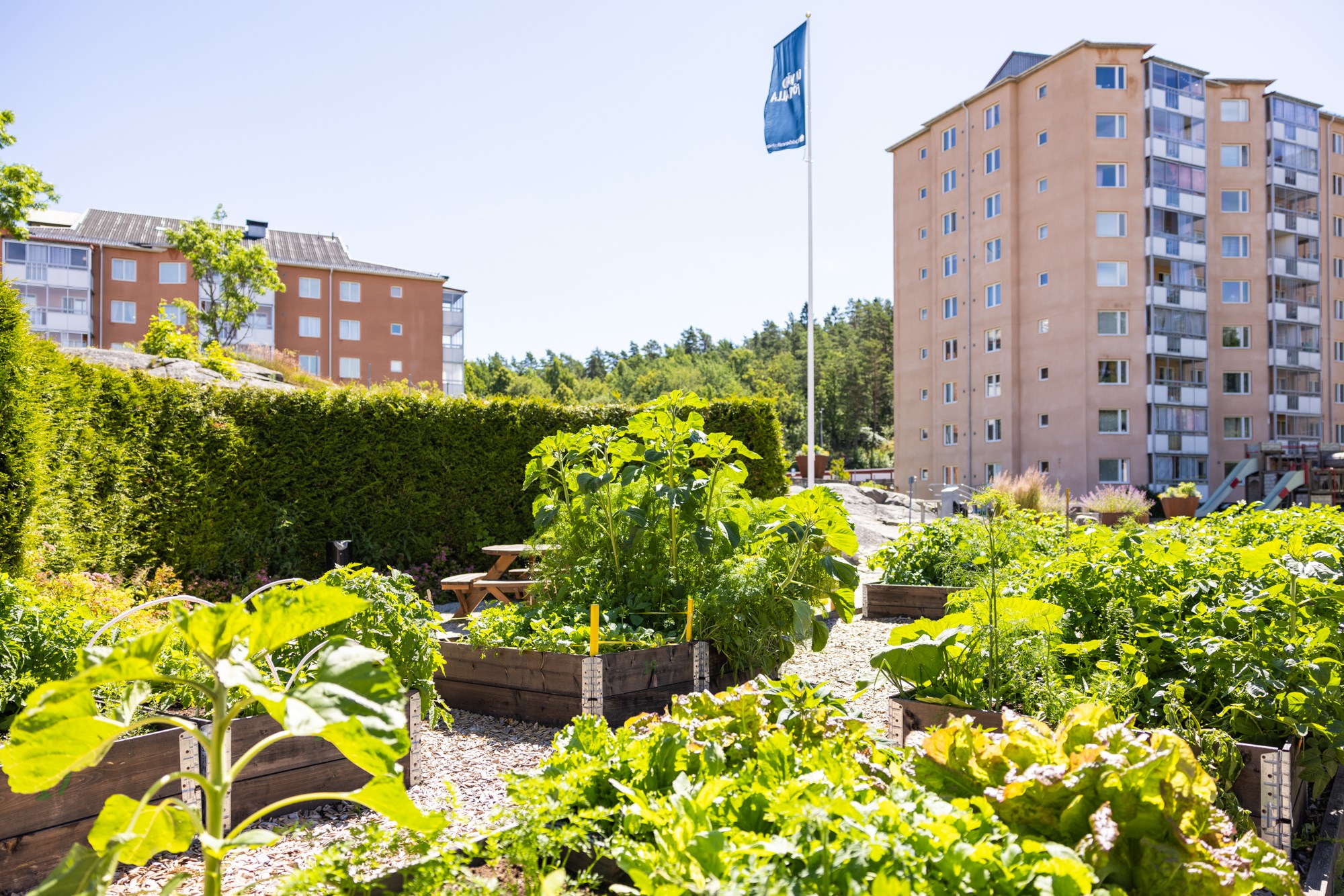 Bild på fastigheten adress Hagarnevägen 45 med odling i pallkragar i förgrunden.